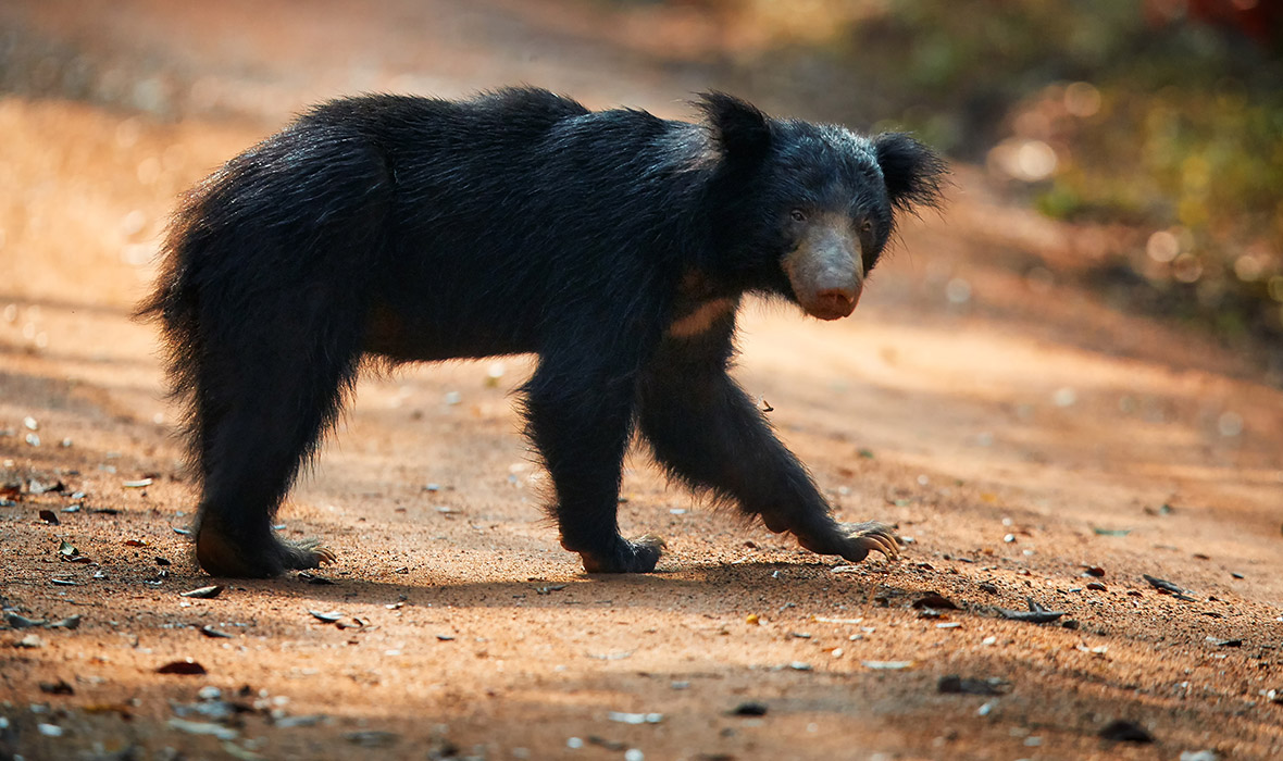 Wilpattu National Park Day Tour