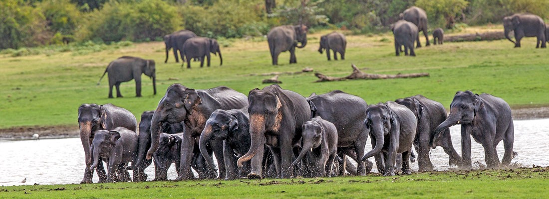 Discover 5 Unique Experiences You Can Only Have in Sri Lanka
